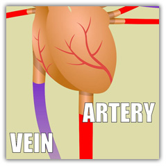 Vein and artery